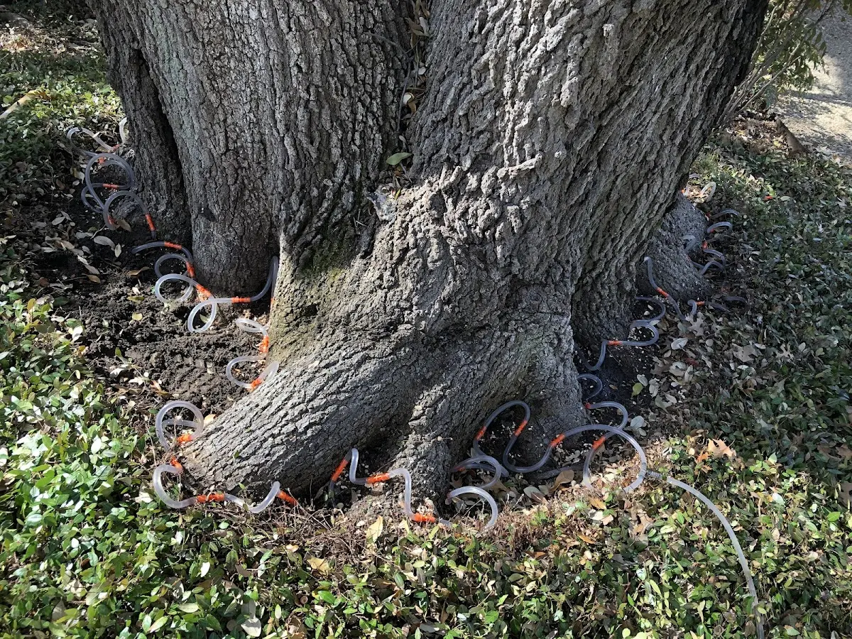 Detailed Tree Cabling and Bracing job site in Pacific Grove