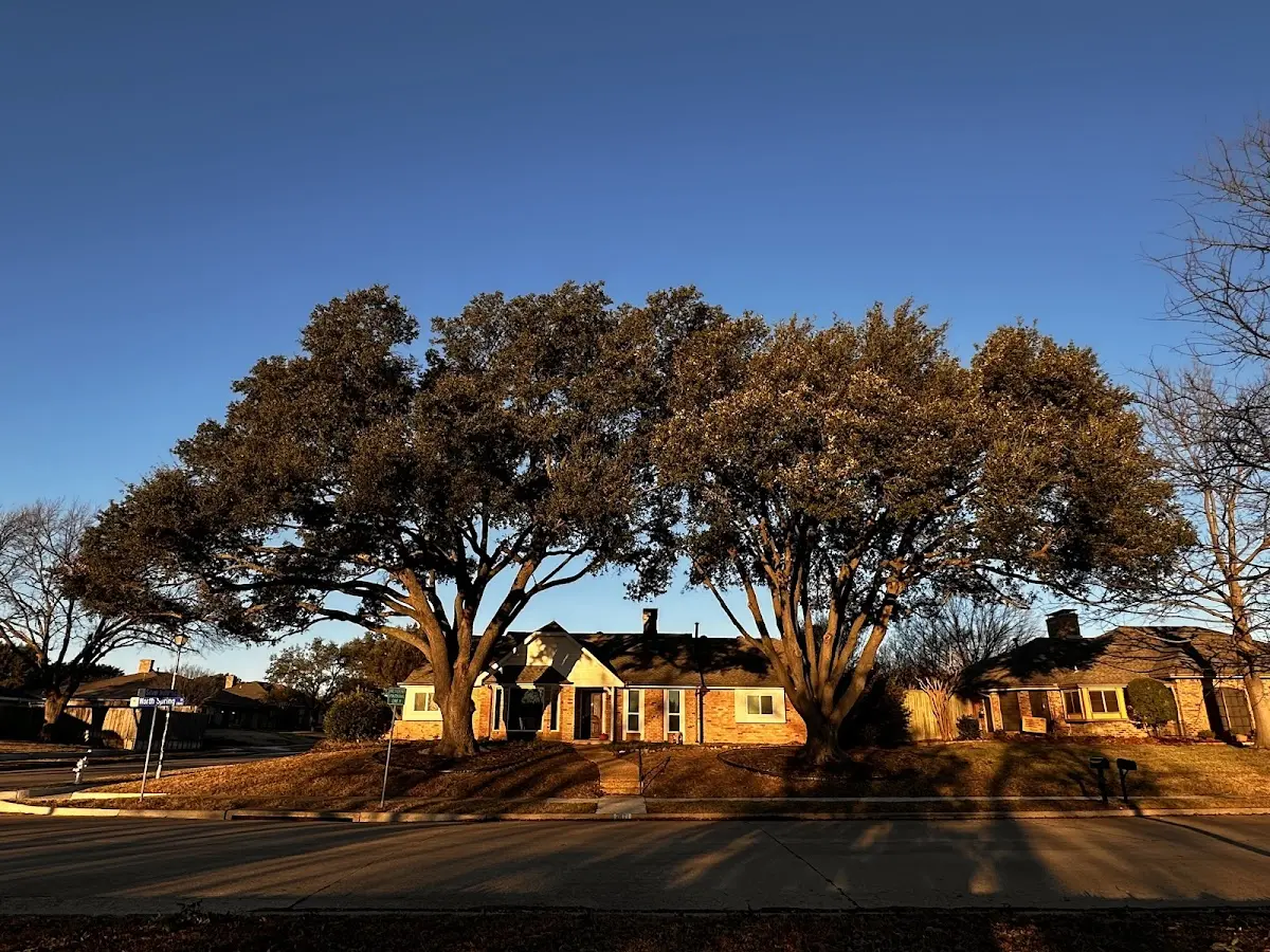 Established residential canopy tree shading a home in Pacific Grove